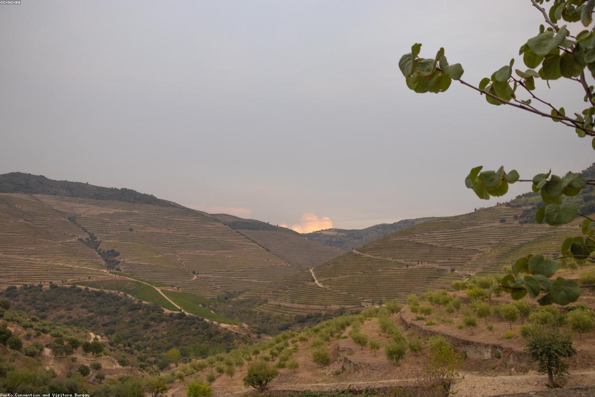 Agência Atlântico: Experiências no Douro